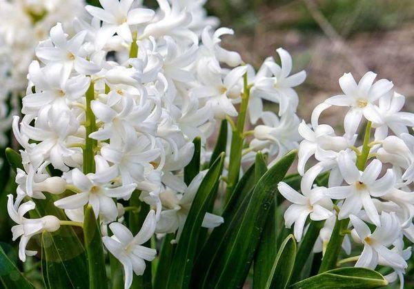 Hyacin White