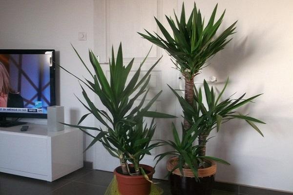 نباتات على شاشة التلفزيون