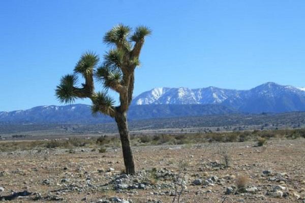 träd Yucca