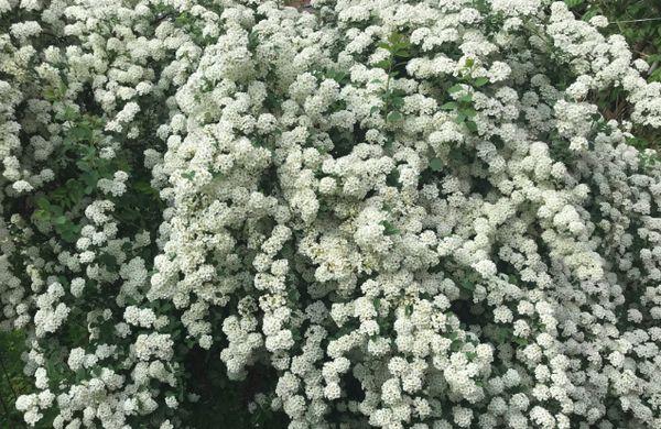 Бело цвеће