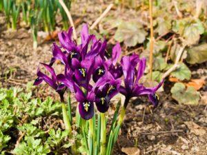 Beskrivning och sorter av japanska iris, plantering och vård funktioner