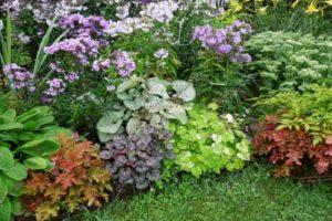 15 beste schattenliebende Pflanzen für den Garten, die den ganzen Sommer über blühen