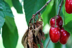 Hvordan man effektivt håndterer bladlus på kirsebær med medicin og folkemiddel