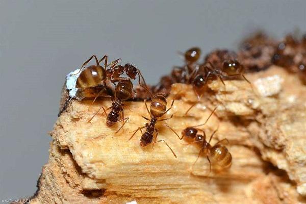 истребљење мрава