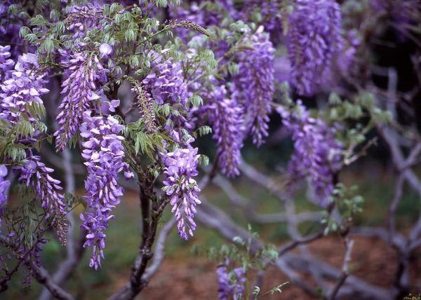 Savvaļas wisteria