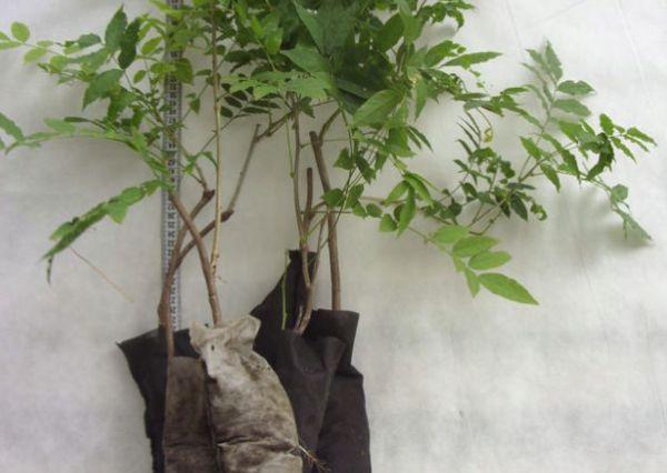 wisteria sodinukai