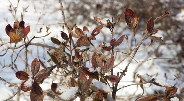 Zimný rododendron