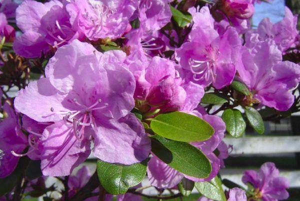 Rhododendron Ledebour
