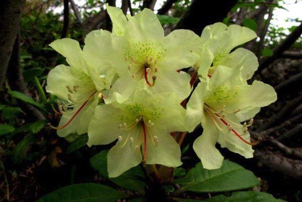 Rhododendron Kashkar