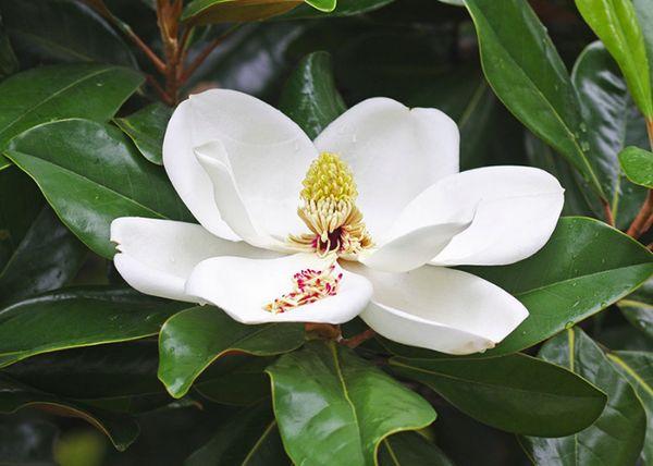 Magnolia veľkolistá