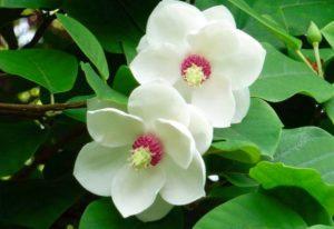 15 besten Sorten und Arten von Magnolien mit Beschreibungen und Eigenschaften