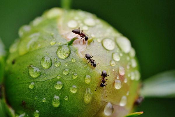 skruzdėlės ant bijūnų