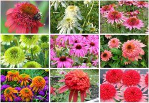Regler for plantning og pleje af flerårig ekkinacea, 10 bedste sorter til åben jord