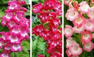 Description of 20 varieties and types of perennial penstemon, planting and care in the open field