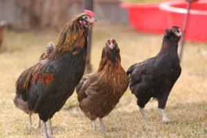 Descripción y características de la raza de pollos Araucana, características de cría.