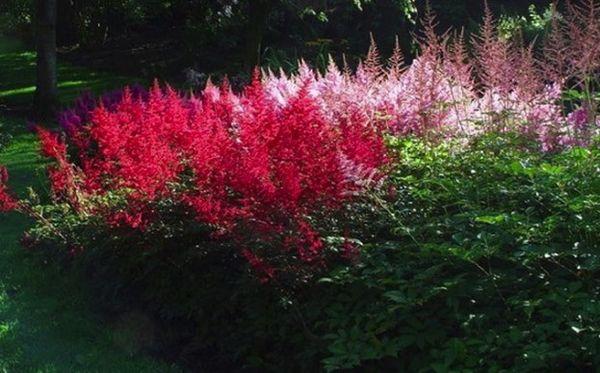 astilbe chinois