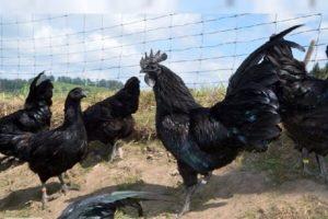 Ayam Tsemani viščiukų veislės aprašymas ir ypatybės, sulaikymo sąlygos