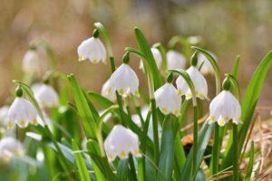 Descrizione delle 10 migliori varietà di piante da fiore bianco estivo, semina e cura