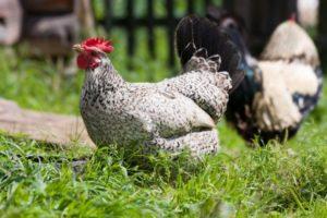 Опис и одржавање кокоши расе Борковскаја, брига и узгој