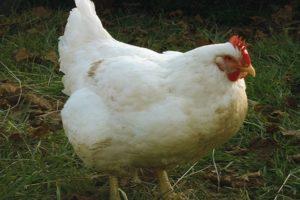 Beschrijving en kenmerken van het vleeskuikenras van kippen Ross 308, gewichtstabel per dag