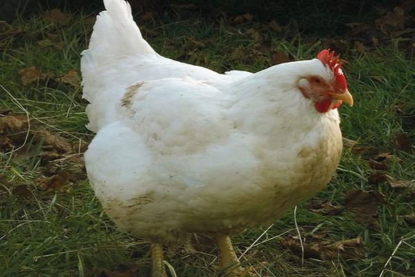 Broiler Ross 308: descripción y características de la raza de pollos, tabla  de peso por día, contenido.