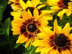 Výsadba a starostlivosť o okrasné slnečnice na otvorenom poli, pestované zo semien