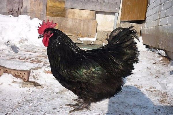 Raza de pollo gigante de Jersey: descripción y características, crianza,  peso y producción de huevos
