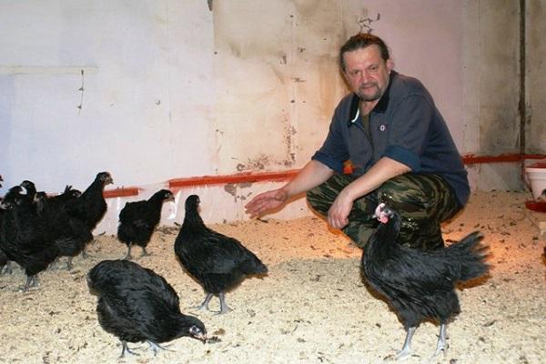 kyckling coop bonde