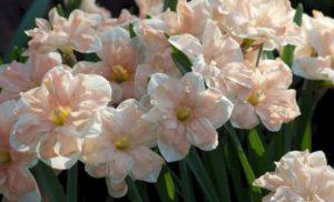 Narcizų veislės „Epricot Whirl“ aprašymas ir ypatybės, sodinimas ir priežiūra
