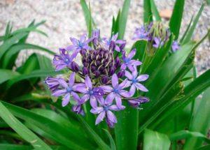 Regeln für das Pflanzen und Pflegen von Hyacintoiden auf freiem Feld