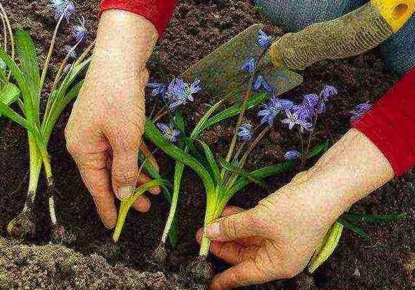 hyacintoïden planten