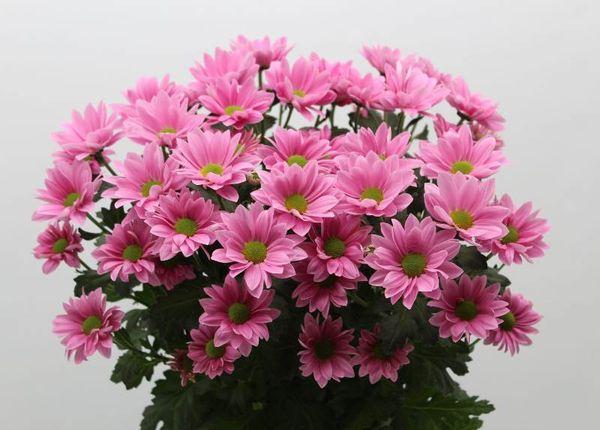 Chrysanthemum Grand Pink