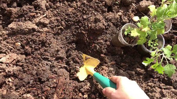 Plantar crisantemos