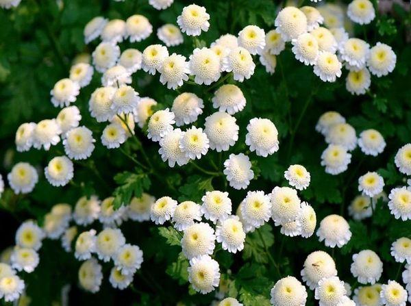 бели цветови
