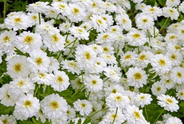 bílé chryzantémy