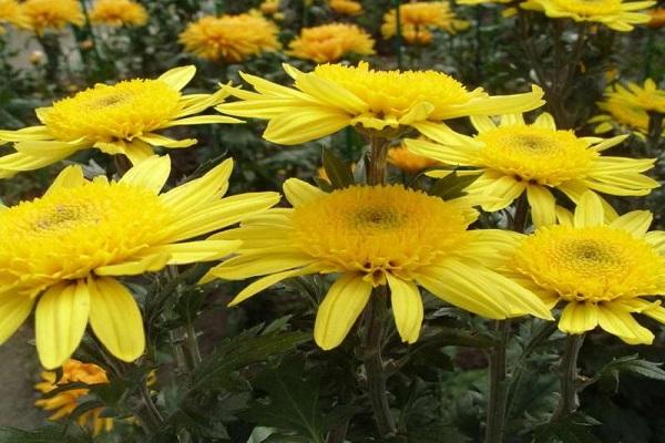 chryzantémy žlté