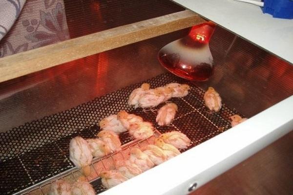 topení kuřat