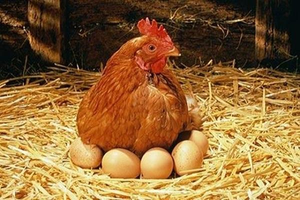 kiaušinių gamyba