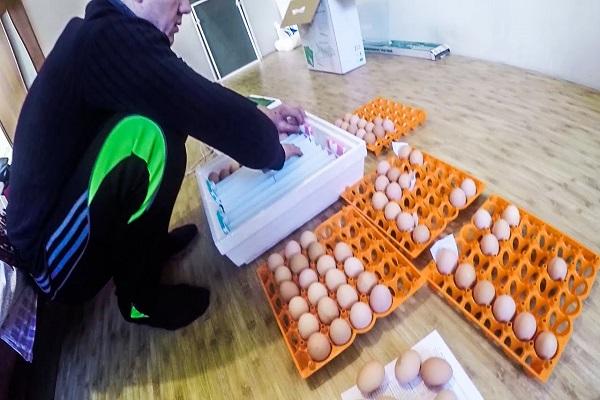 kiaušinių kokybė