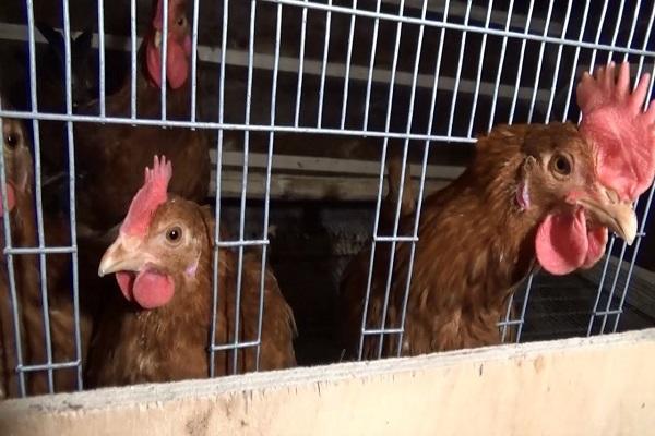 kycklingar i burar