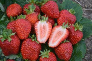 Beschreibung und Eigenschaften von Divnaya-Erdbeeren, Pflanzschema und Pflege