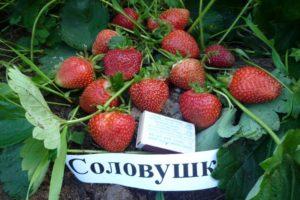 Braškių veislės „Solovushka“ aprašymas ir savybės, auginimo taisyklės