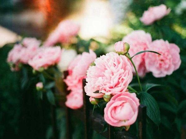 pivoines roses