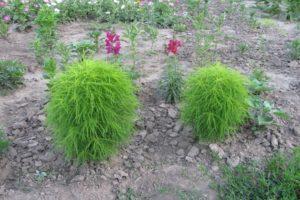 Opis odrôd Kohija, výsadby a starostlivosti o ne na otvorenom poli, ktoré rastú zo semien