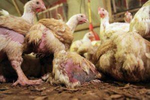Symtom på coccidios hos kycklingar och de bästa behandlingsmetoderna, förebyggande åtgärder