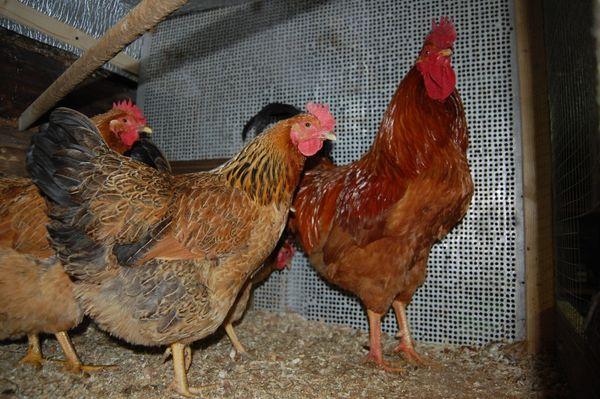 Hühner in einem Hühnerstall