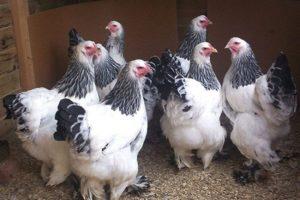 Charakteristika a popis kuřat plemene Brahma, produkce a údržba vajec