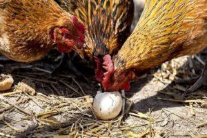 Разлози и шта треба учинити ако пилићи пецкају јаја, методе решавања проблема