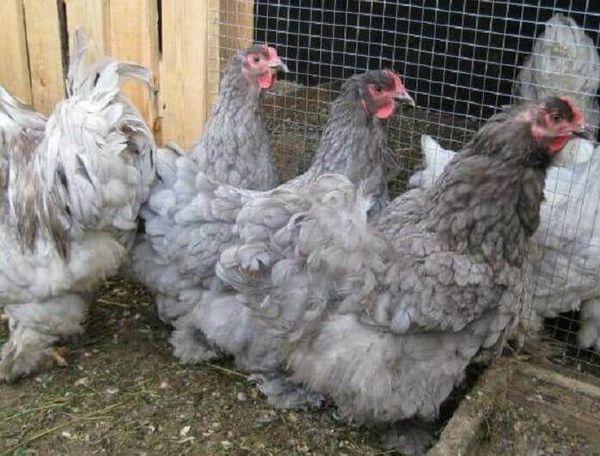 poulets dans un poulailler