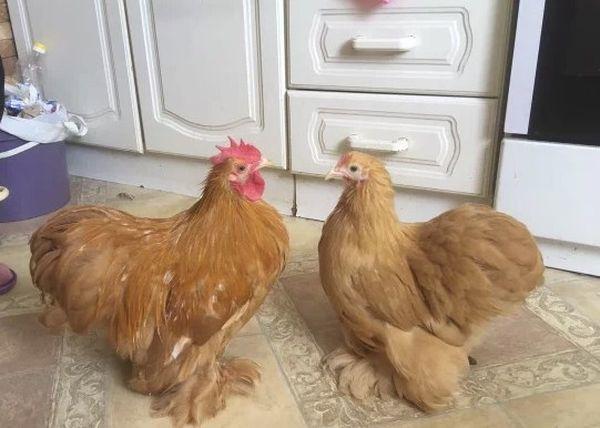 poulets nains